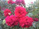 Orfeo rose photo