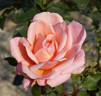 Fragrant Hour rose photo