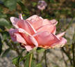 Fragrant Hour rose photo