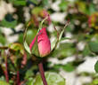 Helen Keller rose photo