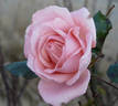 Helen Keller rose photo
