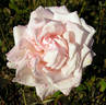 Helen Keller rose photo