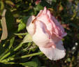 Helen Keller rose photo