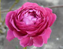 Tower Bridge rose photo