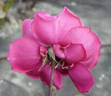 Tower Bridge rose photo