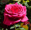 Tower Bridge rose photo