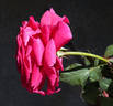Tower Bridge rose photo