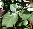 Tower Bridge rose photo