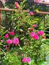 Philadelphia Rambler rose photo
