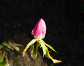 Sublime rose photo
