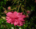 Sublime rose photo