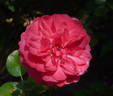 Sublime rose photo