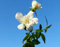 Snow Carpet ® rose photo