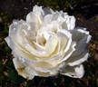 Edmond Deshayes rose photo