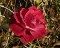 Caramba Shrub Rose rose photo