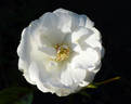 Blanche Cascade ® rose photo