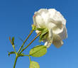 Blanche Cascade ® rose photo