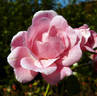 Andromeda ® rose photo