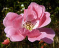 Andromeda ® rose photo