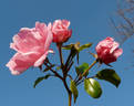 Andromeda ® rose photo