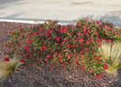 Mystic Fairy ™ rose photo