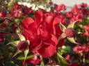 Mystic Fairy ™ rose photo