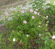 Ville de Toulouse rose photo