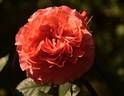 Etrusca ® rose photo