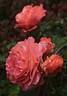 Etrusca ® rose photo
