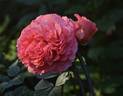 Etrusca ® rose photo