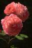 Etrusca ® rose photo
