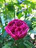 Yuzen rose photo