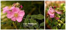 Lily Freeman rose photo