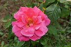 Frieda Krause rose photo
