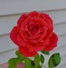 Rock Star rose photo