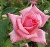 Norma Major rose photo