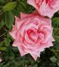 Norma Major rose photo