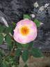 Elfenreigen rose photo