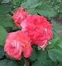Magic Moon rose photo