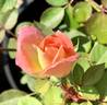 BENA rose photo