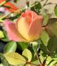 BENA rose photo