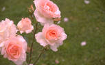 Lilibet rose photo