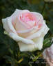 Biedermeier Garden ® rose photo