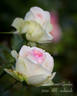 Biedermeier Garden ® rose photo