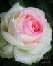 Biedermeier Garden ® rose photo