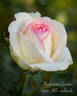 Biedermeier Garden ® rose photo