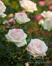 Biedermeier Garden ® rose photo