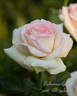 Biedermeier Garden ® rose photo