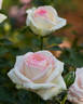 Biedermeier Garden ® rose photo