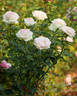 Biedermeier Garden ® rose photo